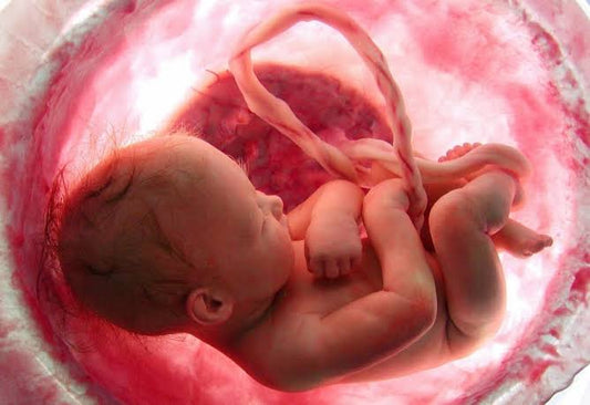 The Essential Guide to Understanding the Placenta's Role in Pregnancy and Baby's Development