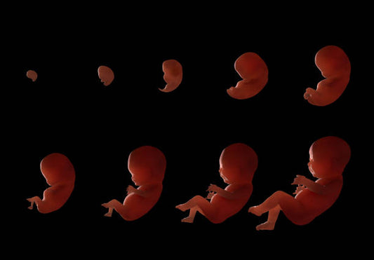 Embarking on the Miraculous Journey: Understanding the Phases of Fetal Development