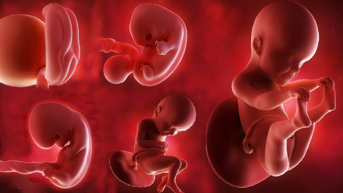 Unraveling the Stages of How a Baby Forms